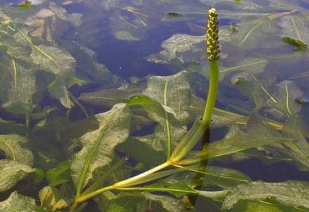 Zuurstofplanten in de vijver